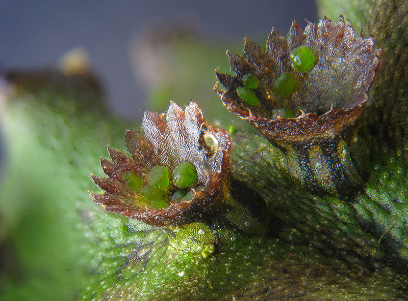 Marchantia polymopha